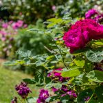 95. Jardins de Roquelin - Route de la Rose © IOAproduction - Sébastien Richard